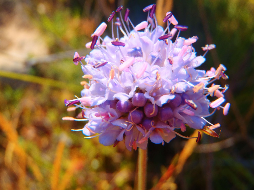 flor3_tiny